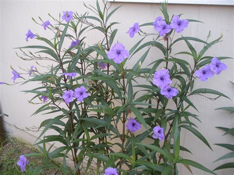 where to buy mexican petunia near me