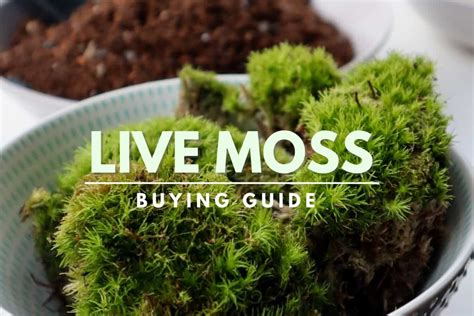 where to buy moss for plants