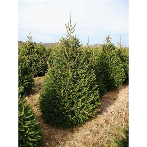where to buy norway spruce trees
