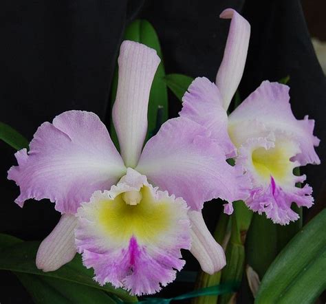 where to buy orchids in brisbane