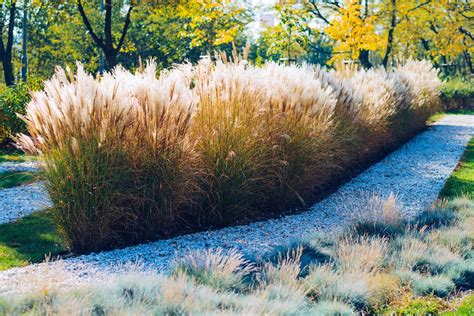where to buy ornamental grass in houston