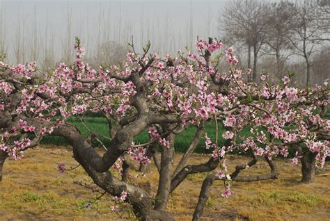 where to buy peach blossom tree