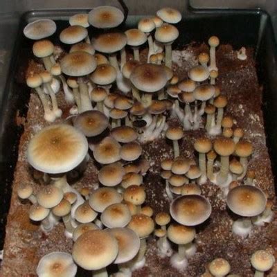 where to buy psilocybe cubensis in colorado