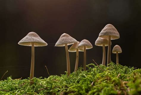 where to buy psilocybin mushrooms