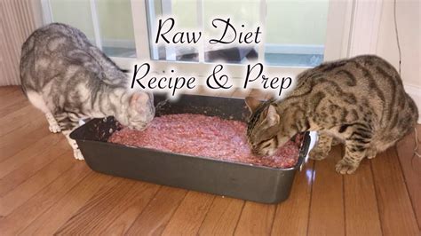 where to buy raw cat food