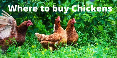 where to buy roosters