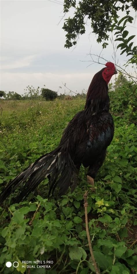 where to buy roosters near me