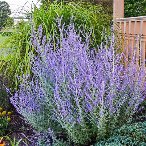 where to buy russian sage perennial