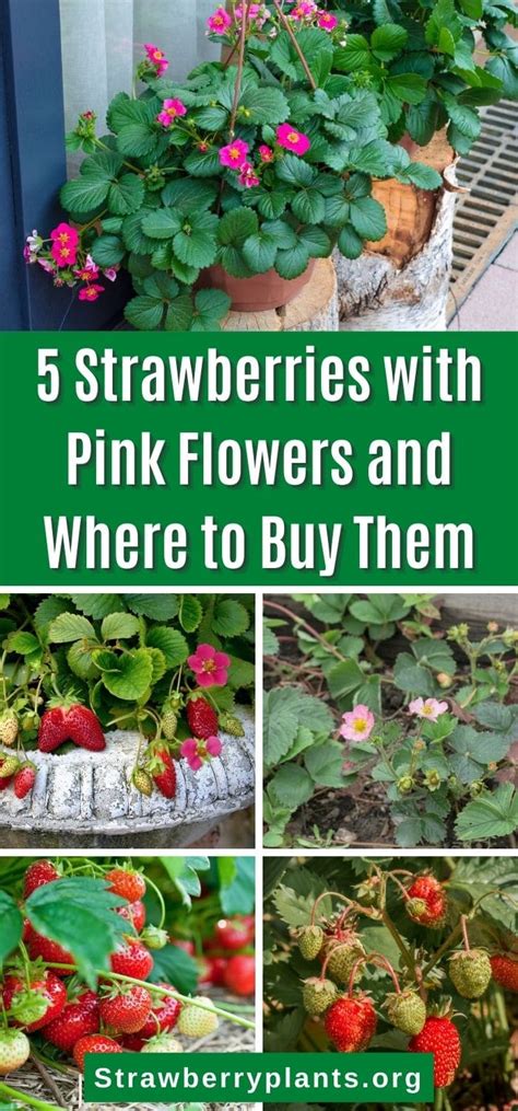 where to buy strawberry plants
