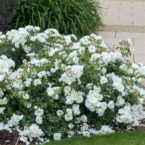 where to buy white flower carpet roses