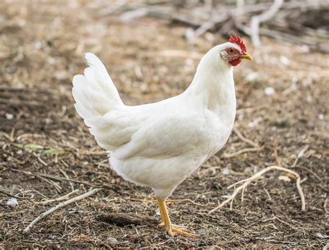 where to buy white leghorn chickens