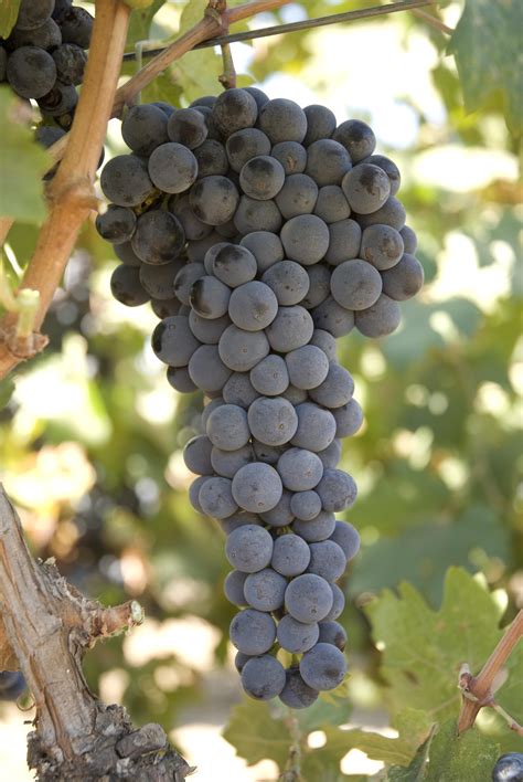 where to buy zinfandel grapes