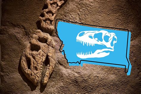 Where To Dig For Fossils In Montana