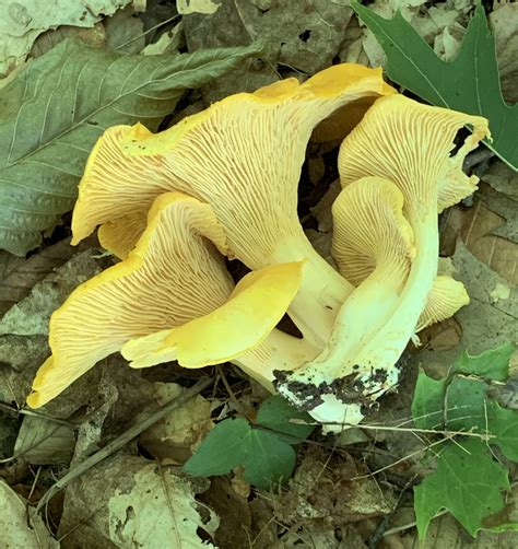 where to find chanterelles