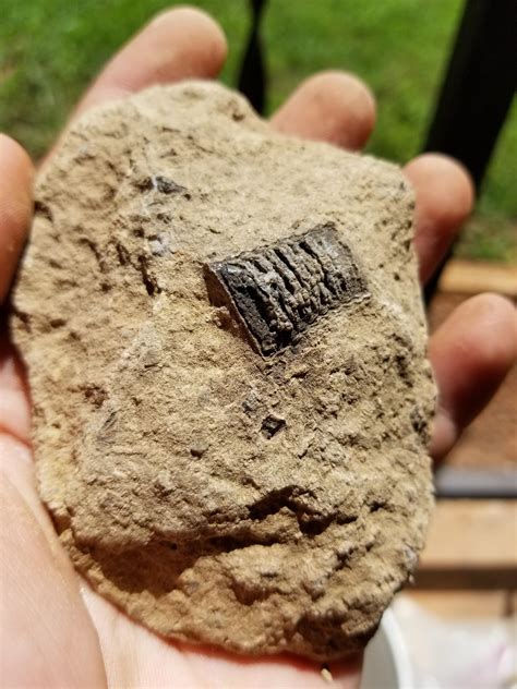 where to find fossils in alabama