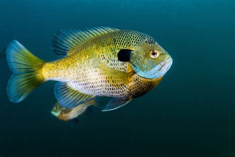 where to fish for bream