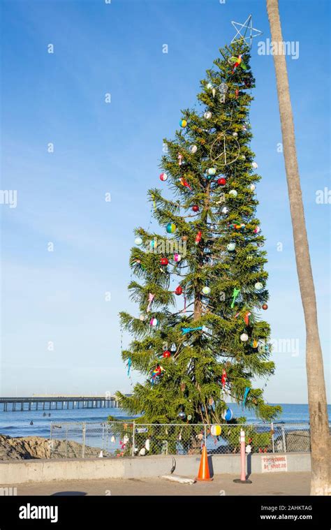 Where To Get A Christmas Tree San Diego