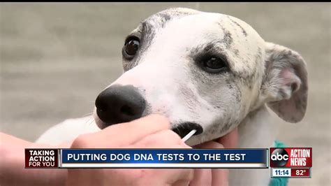 where to get a dog dna test