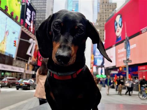 Where To Get A Dog In Nyc