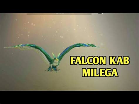 where to get a falcon