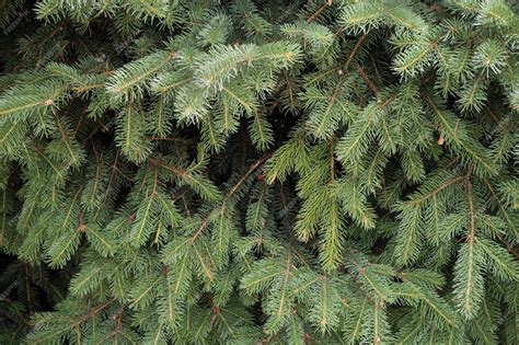 Where To Get Christmas Tree Branches