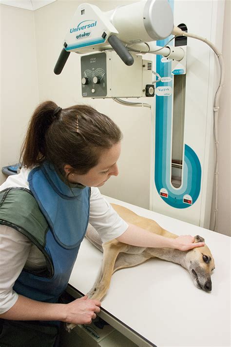 Where To Get Dog X Rays