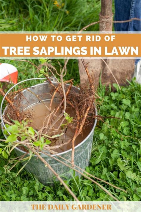 where to get tree saplings