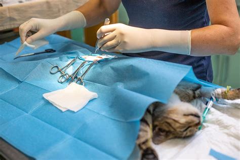 Where To Get Your Cat Spayed