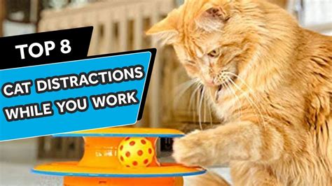 Where To Keep A Cat While At Work