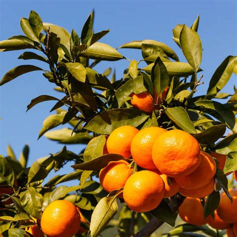 Where To Order Satsuma Trees