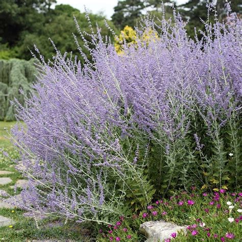 where to purchase russian sage plants