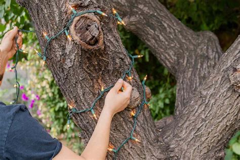 Where To Put Tree Branches