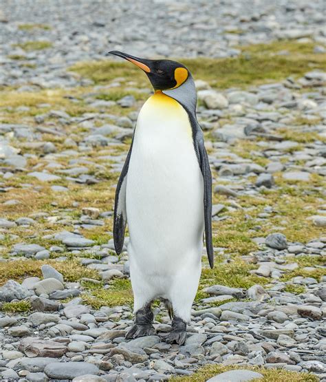 where to see king penguins