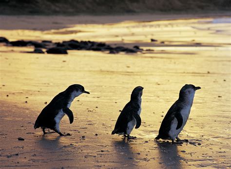 where to see penguins in melbourne