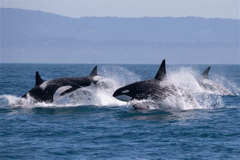 where to see whales near seattle