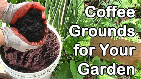 where to use coffee grounds in the garden
