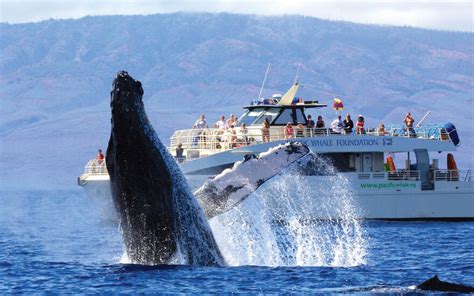 where to whale watch in maui