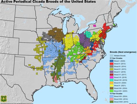 where will cicadas be in 2024 map