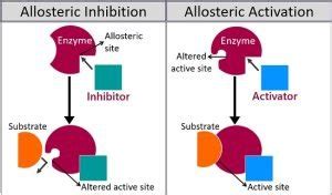 Where do allosteric modulators bind?