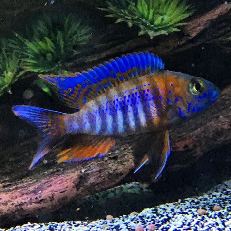 Super Colorful African Cichlid The Dragon Blood Peacock (Aulonocara
