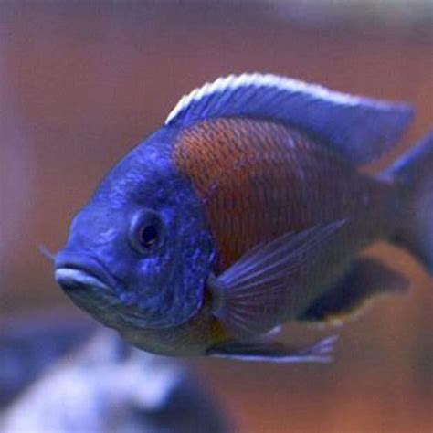 Can African Cichlids Live With Oscars? Cichlids, African cichlids