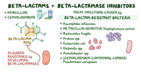 Which Antibiotic Is By Beta Lactamases
