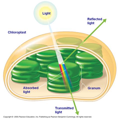 Which Best Explains The Role Of Plant Pigments In Photosynthesis