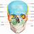which bone bears the infraorbital foramen