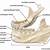 which bone bears the mandibular fossa