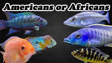 African and South American Cichlids YouTube