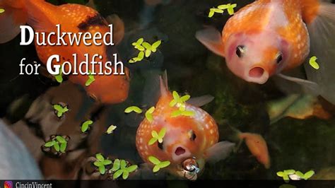 10 Easy Plants for Goldfish Tanks The Complete Guide to Goldfish Plants