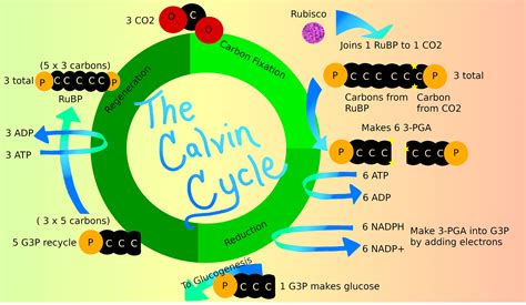 Calvin Cycle National Geographic Society