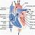 which heart chamber pumps unoxygenated blood out the pulmonary trunk
