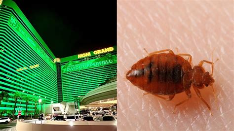 Bed Bugs.. GROSS! Picture of Monte Carlo Resort & Casino, Las Vegas